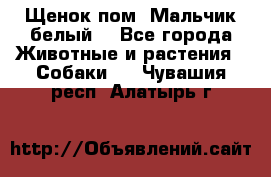 Щенок пом. Мальчик белый  - Все города Животные и растения » Собаки   . Чувашия респ.,Алатырь г.